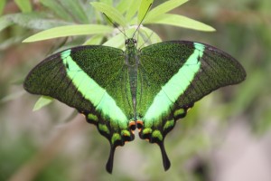 Neon-Schwalbenschwanz Papilio palinurus