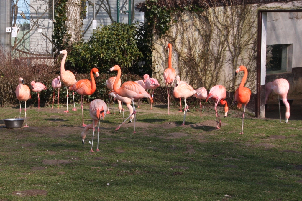 Flamingowiese